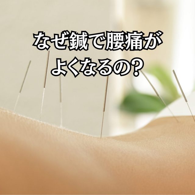 なぜ鍼で腰痛がよくなるの？体の深部に働きかける力。